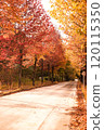 Autumnal leaves lined with trees 120115350