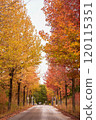 Autumnal leaves lined with trees 120115351