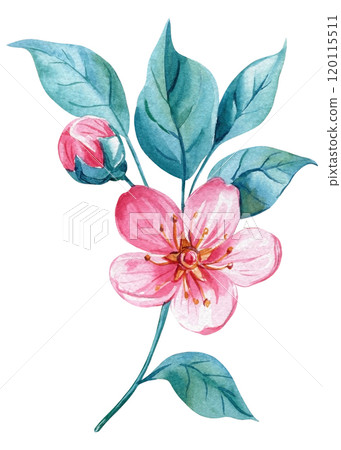 Pink flower and blue leaves. Rose branch watercolor hand-painted, botanical floral isolated background. Shabby chic art 120115511