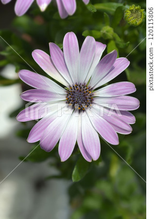 African daisy 120115806