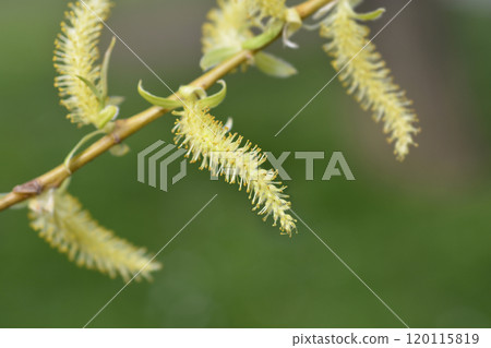 Golden Weeping Willow Golden Weeping Willow 120115819