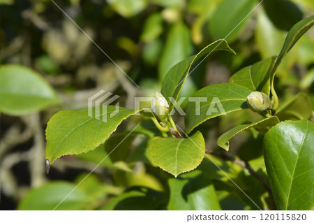 Camellia Camellia 120115820
