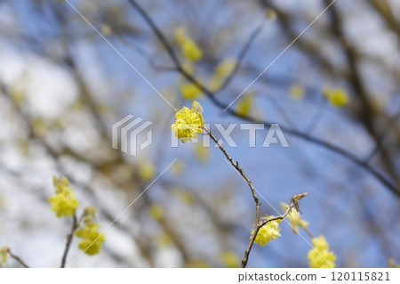 Spike witch hazel Spike witch hazel 120115821