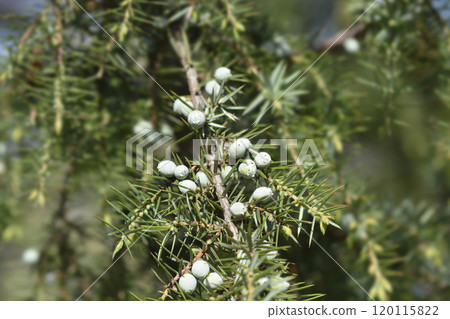Common juniper Common juniper 120115822
