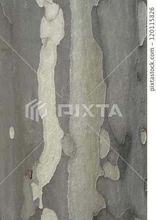 London plane 120115826