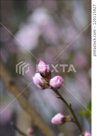 Peach tree Baby Gold 120115827