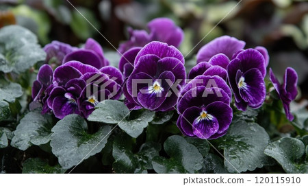 Vibrant garden of purple pansies 120115910