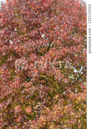 American sweetgum 120115923