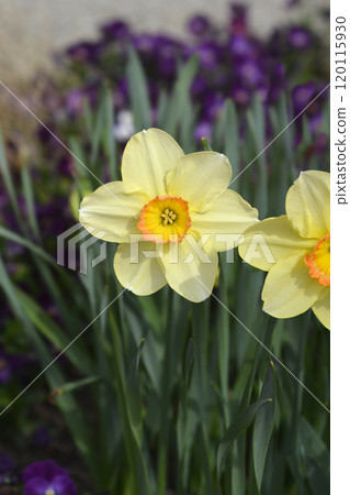 Daffodil Juanita Daffodil Juanita 120115930