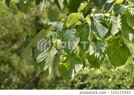 Handkerchief tree Handkerchief tree 120115935