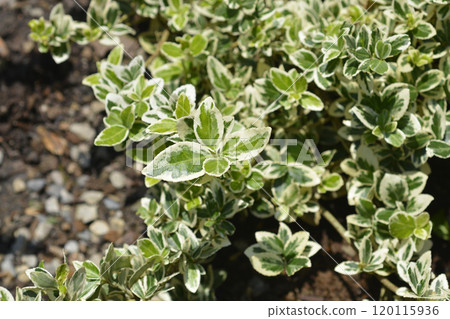 Variegated Wintercreeper Variegated Wintercreeper 120115936