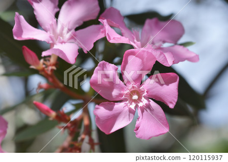 Common oleander 120115937