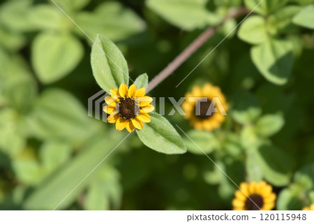 Mexican creeping zinnia Mexican creeping zinnia 120115948