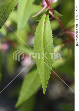 Garden balsam 120115950