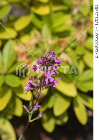 Sticky catchfly Sticky catchfly 120115983