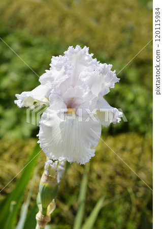 Tall bearded iris Queen Of Angels Tall bearded iris Queen Of Angels 120115984