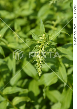 Straw foxglove Straw foxglove 120115985