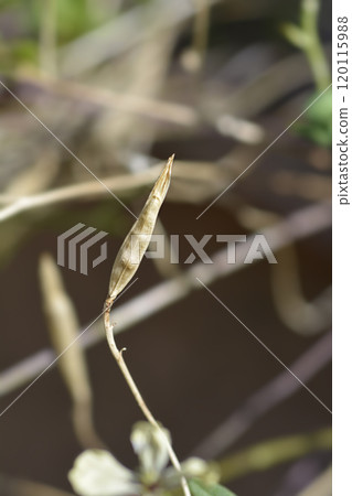 Salad rocket 120115988