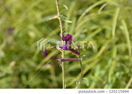 Cigar flower Cigar flower 120115994