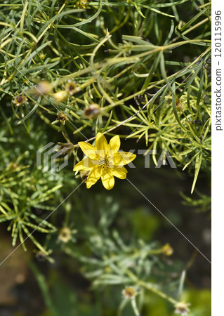 Whorled tickseed Whorled tickseed 120115996