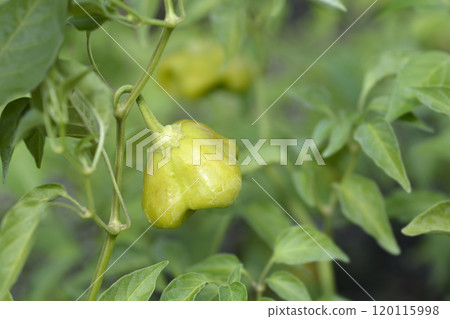 Chilli pepper plant Christmas Bell 120115998
