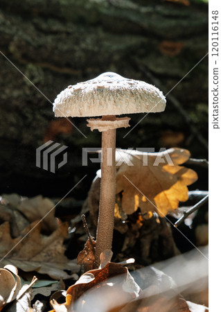 Seasonal natural scene, Tribec mountain range, Slovakia 120116148