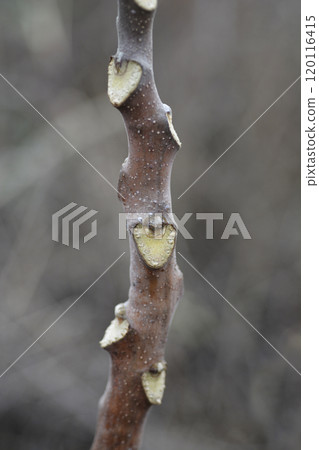 Tree of heaven 120116415