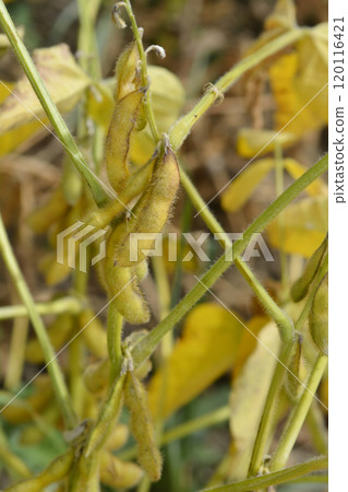 Soybean Soybean 120116421