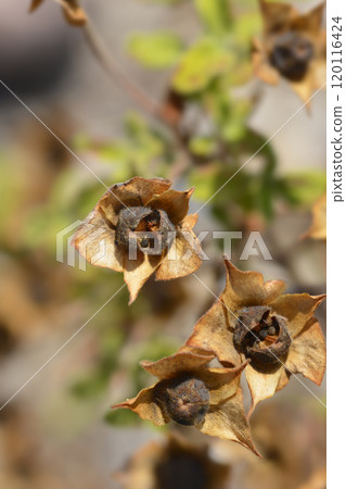 Sage-leaved rock-rose 120116424