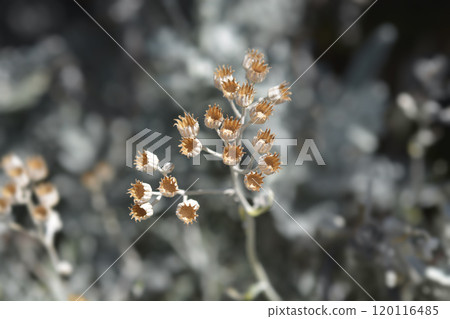 Silver ragwort 120116485