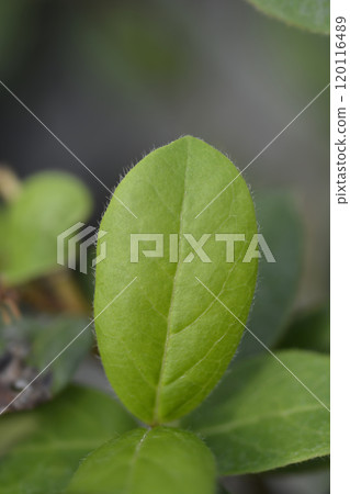 Laurustinus Gwenllian 120116489