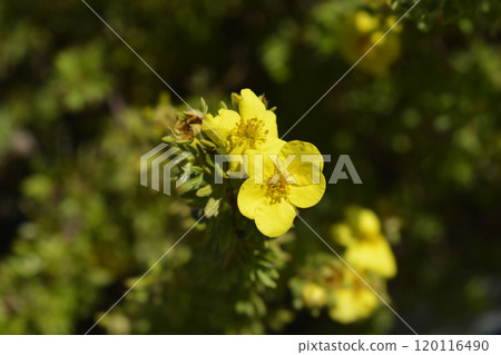 Shrubby Cinquefoil Kobold 120116490