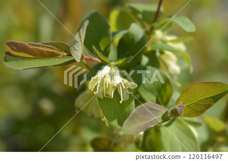 Honeyberry Aurora 120116497