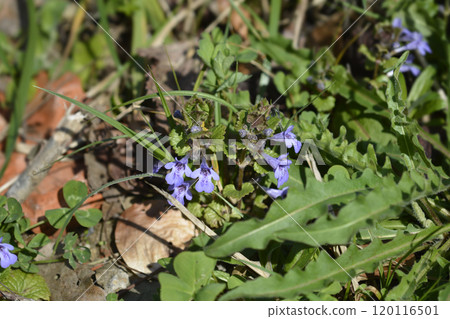 Ground ivy Ground ivy 120116501
