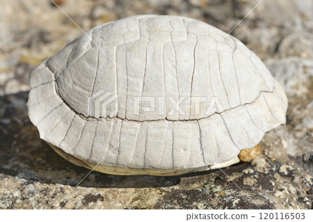 Mediterranean tortoise shell 120116503