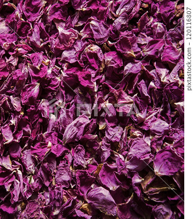 Natural background of rose petals Natural background of rose petals 120116807