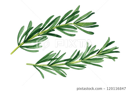 Rosemary art. Green branches of rosemary on an isolated white background, watercolor illustration hand drawn for design 120116847