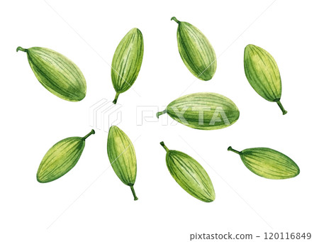 set cardamom. watercolor cardamom spice painting on white isolated background with delicate brushstrokes, detail 120116849