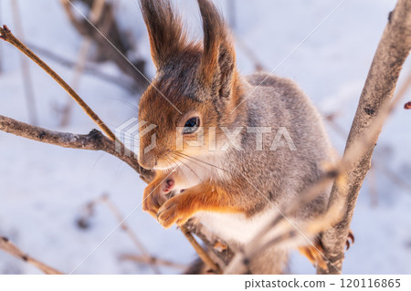 The squirrel in winter sits on white snow. The squirrel in winter sits on white snow. 120116865