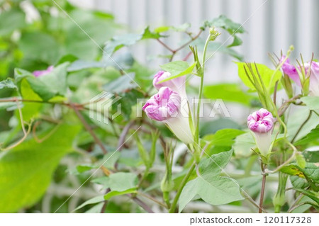 Park Scene 120117328