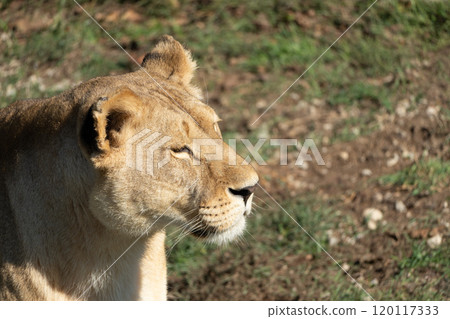Lioness Portrait Closeup Grassy Habitat Wildlife Photography Lioness Portrait Closeup Grassy Habitat Wildlife Photography 120117333