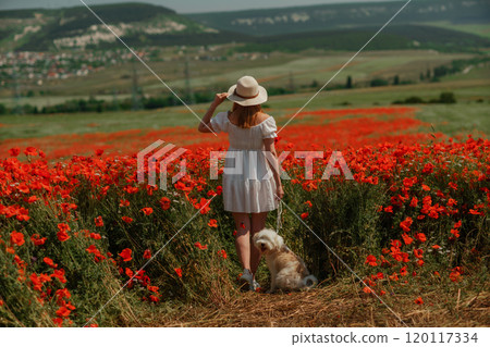 Field of poppies woman dog. Happy woman in a white dress and hat stand with her back through a blooming field of poppy with a white dog. Field of blooming poppies. Field of poppies woman dog. Happy woman in a white dress and hat stand with her back through a blooming field of poppy with a white dog. Field of blooming poppies. 120117334