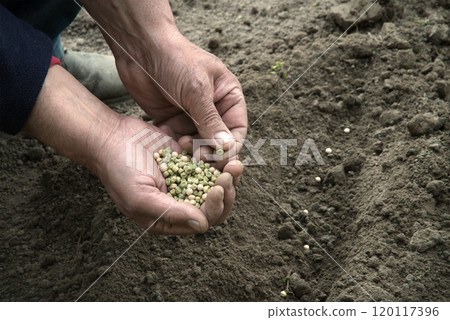 Old human worker sowing a pea Old human worker sowing a pea 120117396