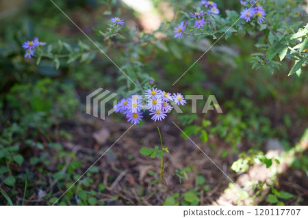 Miyako Washer Flower 120117707