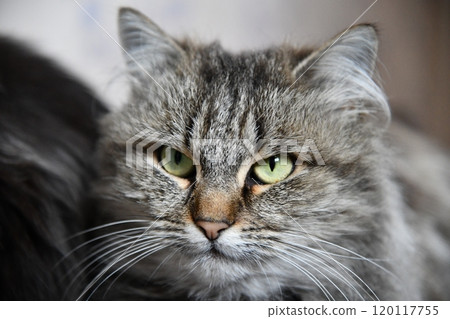 A black cat with yellow eyes is sitting on a white background. The cat's eyes are wide open, giving it a curious A black cat with yellow eyes is sitting on a white background. The cat's eyes are wide open, giving it a curious 120117755