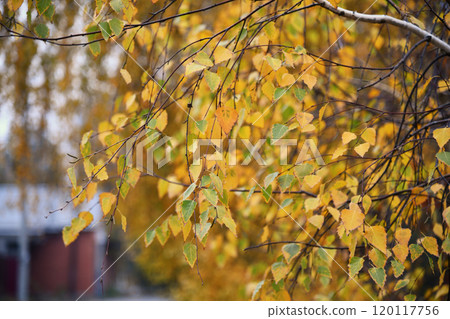 A panoramic view of a sun-dappled forest floor, showcasing a mosaic of fallen 120117756