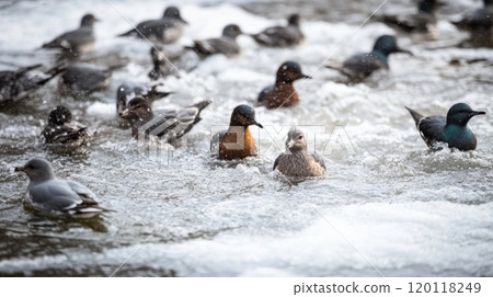 Ducks and seagulls in a winter river 120118249