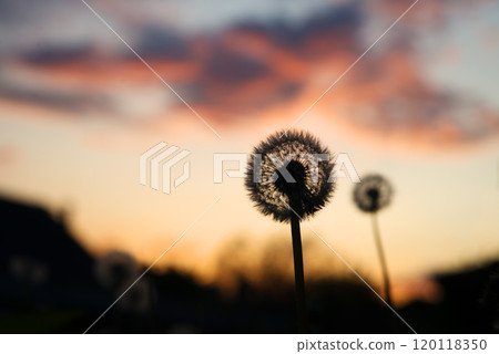 Dandelion silhouette on sunset background Dandelion silhouette on sunset background 120118350