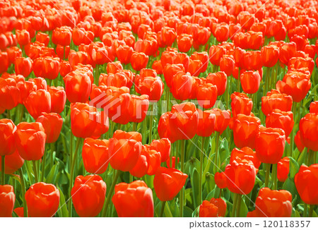 Field of bright tulip flowers Field of bright tulip flowers 120118357