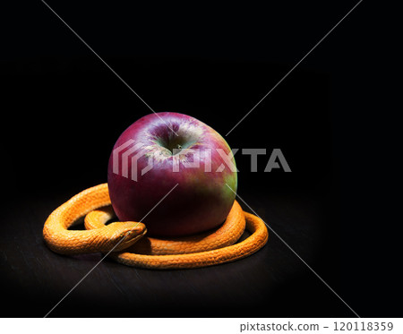 The snake lies near the apple 120118359